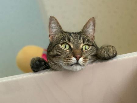 Кошка Пилюша — мохнатый терапевт детского хосписа из Подмосковья